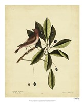 The Purple Finch, Pl. T41 Fine Art Print