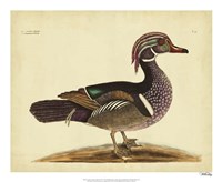 Summer Duck, Pl. T97 Fine Art Print