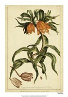 Corona Imperalis, Pl. CV Fine Art Print