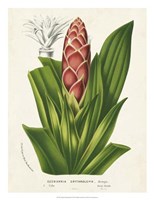 Tropical Bromeliad I Fine Art Print