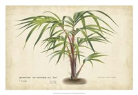 Palm of the Tropics VI Fine Art Print