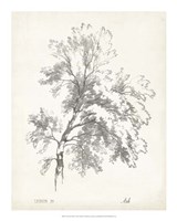 Ash Tree Study Fine Art Print