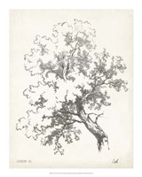 Oak Tree Study Fine Art Print