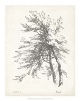 Beech Tree Study Fine Art Print