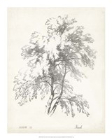 Birch Tree Study Fine Art Print
