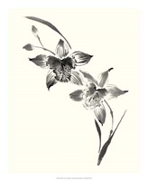 Studies in Ink - Cymbidium Fine Art Print