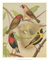 Birdwatcher's Delight II Fine Art Print