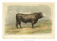 Taureau De Salers Fine Art Print