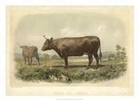 Vache De Devon Fine Art Print