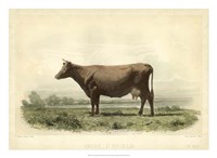 Vache D'Angeln Fine Art Print