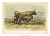 Vache De Salers Fine Art Print