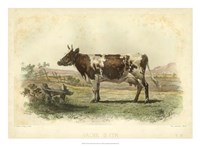 Vache D'Ayr Fine Art Print
