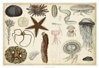 Antique Sealife Chart Fine Art Print