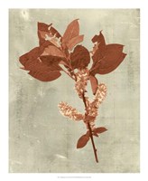 Impressions in Terra Cotta Fine Art Print