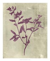 Impressions in Plum Fine Art Print
