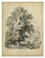 The Elm Fine Art Print