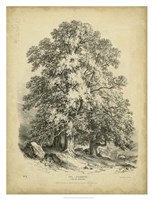 The Sycamore Fine Art Print