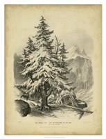 The Spruce Fine Art Print