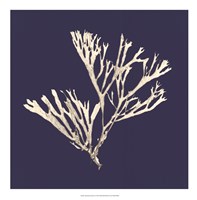 Seaweed on Navy II Fine Art Print