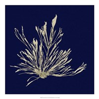 Seaweed on Navy III Fine Art Print