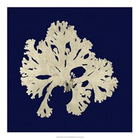 Seaweed on Navy IV Fine Art Print