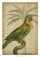 Parrot and Palm II Fine Art Print
