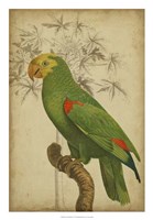 Parrot and Palm III Fine Art Print