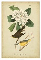 Audubon Canada Flycatcher Fine Art Print