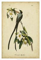 Audubon Fork-tailed Flycatcher Fine Art Print