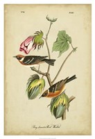 Audubon Bay Breasted Warbler Fine Art Print