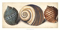Shell Trio I Fine Art Print