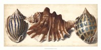 Shell Trio II Framed Print