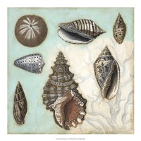Antique Shell Collage I Fine Art Print