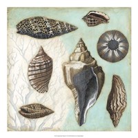 Antique Shell Collage II Fine Art Print