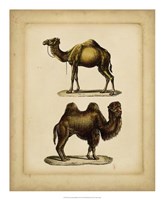 Studies in Natural History II Fine Art Print