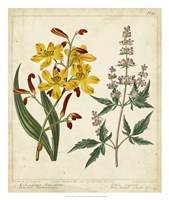 Garden Display I Fine Art Print