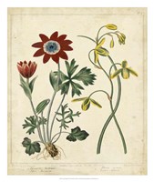 Garden Display II Fine Art Print