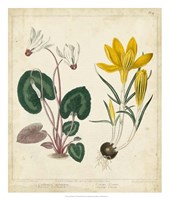 Garden Display IV Fine Art Print