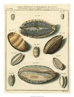 Porcellaine Shells II Fine Art Print