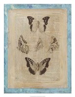 Bookplate Butterflies IV Fine Art Print