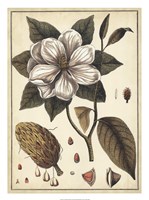 Ivory Botanical Study I Fine Art Print