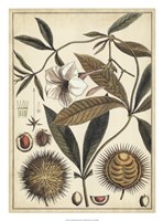 Ivory Botanical Study II Fine Art Print