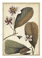 Ivory Botanical Study III Fine Art Print