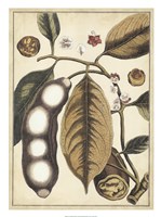 Ivory Botanical Study V Fine Art Print