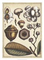 Ivory Botanical Study VI Fine Art Print