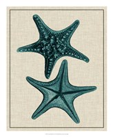 Coastal Starfish II Fine Art Print
