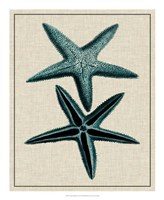 Coastal Starfish III Fine Art Print