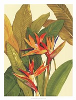 Tropical Bird of Paradise Fine Art Print