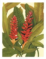 Tropical Red Ginger Fine Art Print