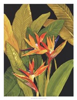 Dramatic Bird of Paradise Fine Art Print